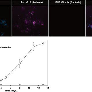 Fluorescent Micrographs Of Cells Grown From A Colony Of Ca N