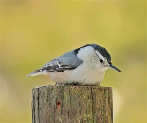 Common Backyard Birds In Tennessee Birdwatching Central