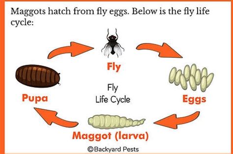 The Time I Had Maggots – What Maggots Are And How To Kill Them ...