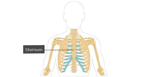 Sternum: anatomy and labeled diagram | GetBodySmart