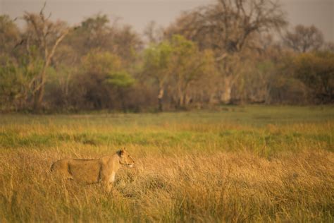 Typische Safari In De Bush Sur La Iri