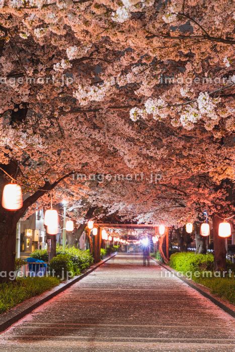 南町桜並木遊歩道のライトアップされた夜桜の写真素材 [214459917] イメージマート