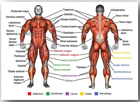 Menselijke Anatomie Spieren Van Het Lichaam Poster Decor Etsy Nederland