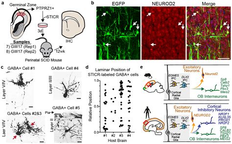 Individual Human Cortical Progenitors Can Produce Excitatory And