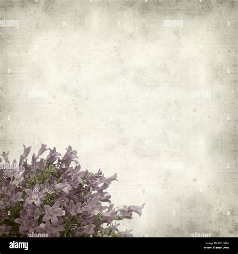 Textured Old Paper Background With Wall Bellflower Stock Photo Alamy