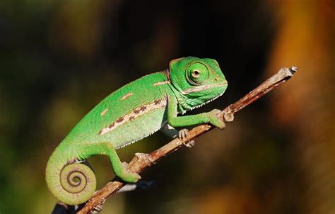 Veiled Chameleon Facts, Habitat, Diet, Baby, Pet Care, Pictures