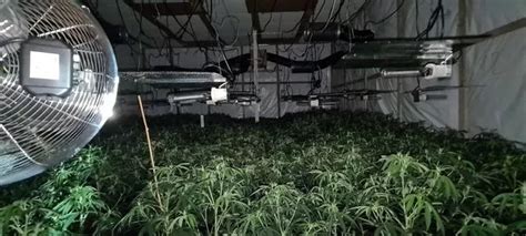 The Massive £1 2m Cannabis Farm With A Staggering 3 000 Plants Found In