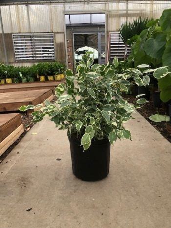 Ficus Starlight Bush Tri State Foliage In House Availability