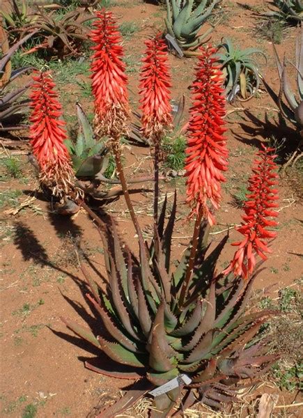 Aloe Calabash 15lt Cnd Nursery