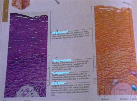 layers of epidermis Diagram | Quizlet