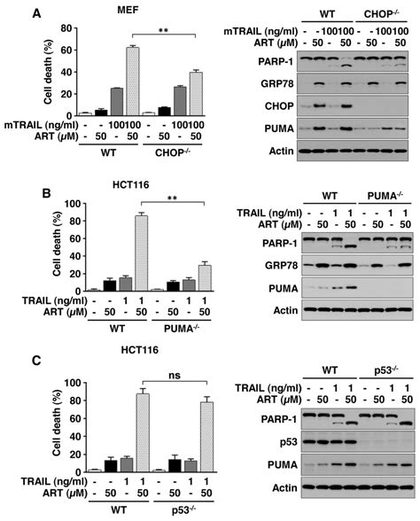 Art Promotes Trail Induced Apoptosis Via The P53 Independent Choppuma