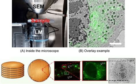 Workflow For Correlative And Integrated Light And Electron Microscopy