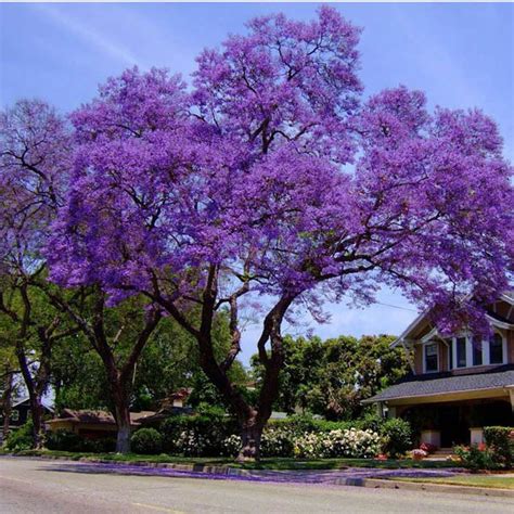 BEAUTIFUL 30 Jacaranda mimosifolia Blue Jacaranda The Fern Tree Seeds ...