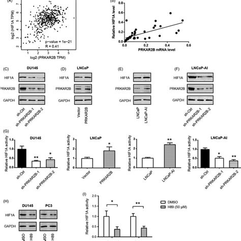 PRKAR2B regulates HIF1α expression in prostate cancer AB