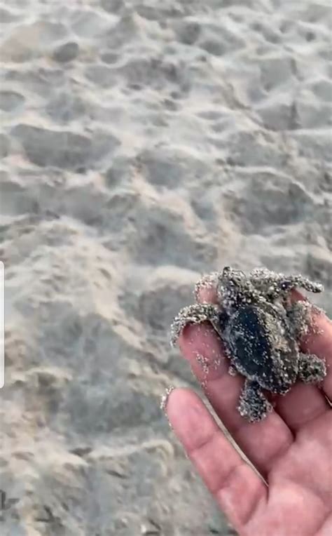 Isola Delle Femmine Schiusa Di Uova Di Tartaruga Caretta Caretta