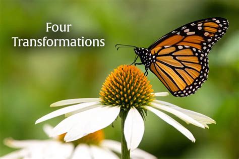 Four Transformations: The Liberating Power of Yoga 