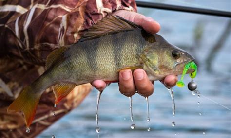 Jig Fishing Techniques Every Angler Should Master