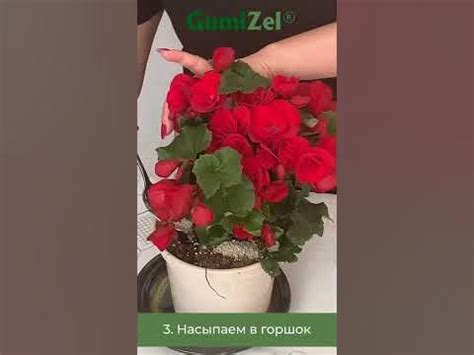 Удобрение GumiZel (ГумиЦел) для комнатных растений, рассады, для сада и ...