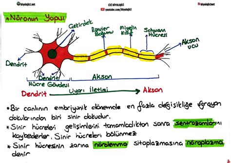 Solution Tyt Biyoloji Sinir Sistemi Ders Notu Studypool