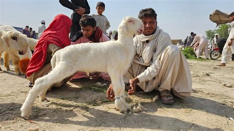 Bacchon Wali Bakriyan Mandi Mein Mundre Chhatron