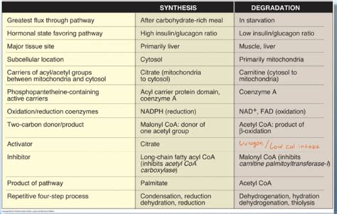 Biochem II Exam 1 Kelly Flashcards Quizlet