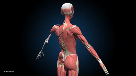 Female Muscular Skeletal Advanced Rig MotionCow