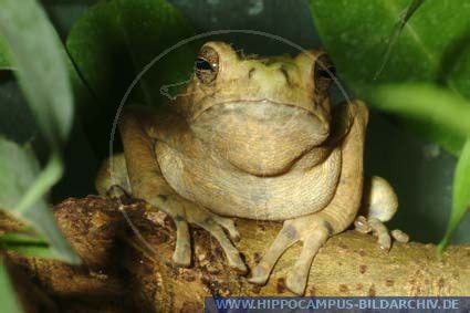 Pedostibes Hosii Alias Asian Tree Frog Hippocampus Bildarchiv