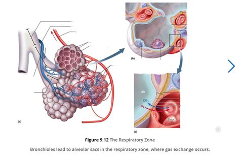 CBIO 2200L: practical 3: alveola Diagram | Quizlet