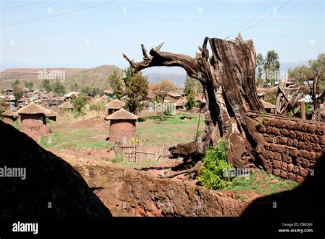 Traditional Stone Built Thatched Tukuls Around The Rock Hewn Churches