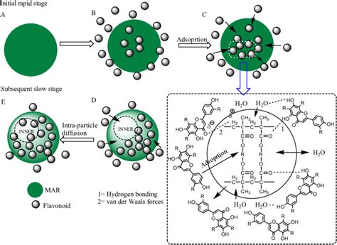 Schematic Diagram Of The Adsorption Process Of Opl Total Flavonoids On