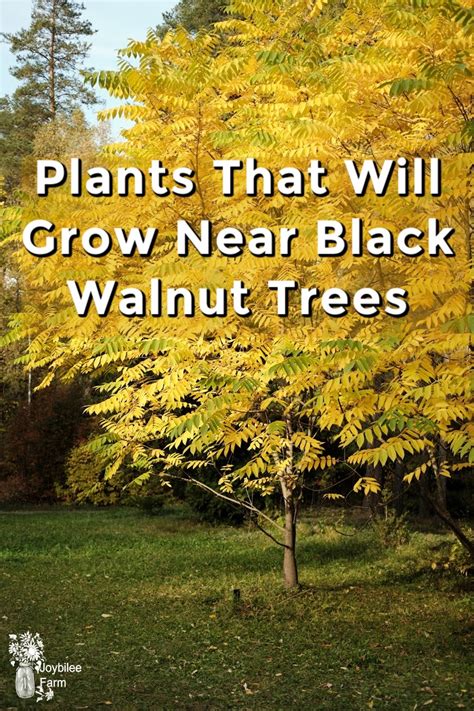 Plants That Will Grow Near Black Walnut Trees In Zone Joybilee