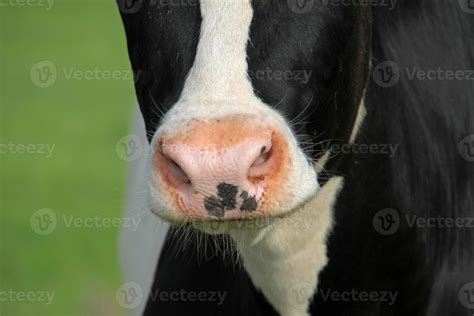 Cow's Mouth 846092 Stock Photo at Vecteezy