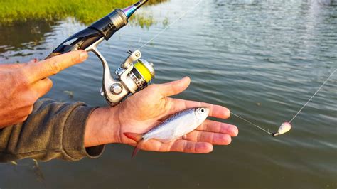 PESCARIA DE LAMBARI EM RIO MATERIAL MICRO PESCA ULTRA LIGHT YouTube