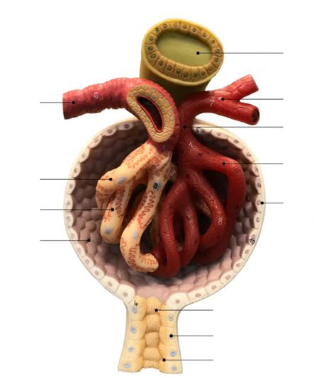 Renal Corpuscle Diagram Diagram Quizlet