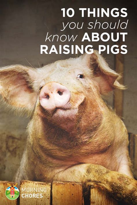 10 Things About Raising Pigs You Won't Read in Books