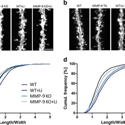 Gsk Regulates Dendritic Spine Morphology In An Mmp Dependent