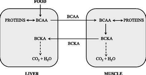 Bcaa Amino Acids Bcaa Function Benefits And Bcaa Supplement Uses