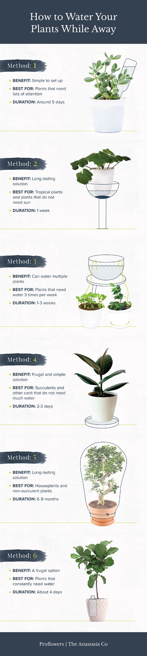 Self watering plants – Artofit