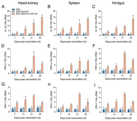 Mrna Expression Levels Of Ifn Tnf And Il In The Headkidney