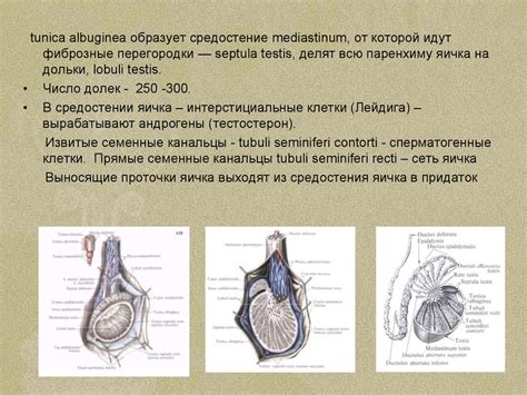 Анатомия мочеполовой системы мужчин - online presentation