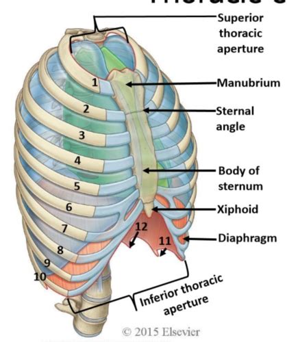 Thoracic Wall And Pectoral Region Flashcards Quizlet