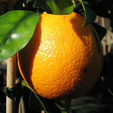 Newhall Navel Orange – Engall's Nursery