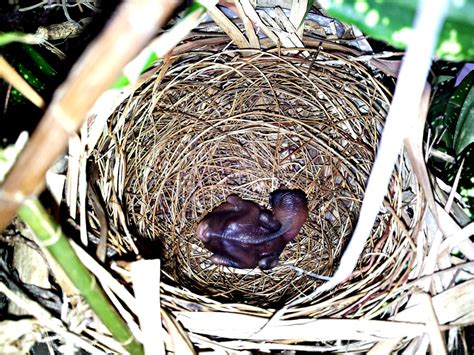 Yellow-Vented Bulbul Hatchling (A 16-Day Chronicle Of Growth) - HubPages