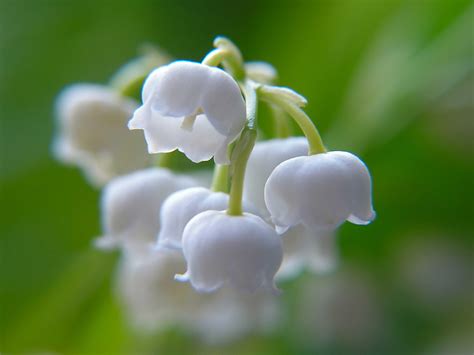 Lily Of The Valley Flower Pictures