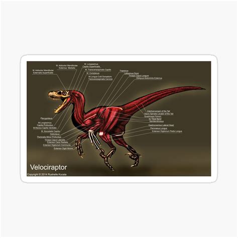 televisor agujero Escuela de posgrado velociraptor anatomy Solitario ...