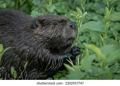 5,910 Beaver Eating Images, Stock Photos & Vectors | Shutterstock