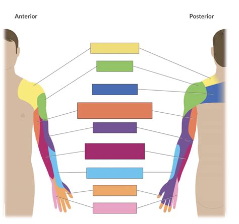 Upper Extremity Dermatomes Diagram | Quizlet