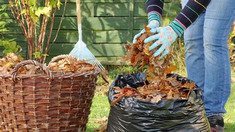 How To Make Leaf Mould Top Tips For Turning Autumn Leaves Into A