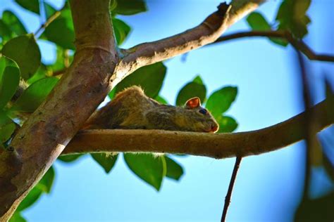 Free Images Tree Nature Branch Leaf Flower Animal Cute