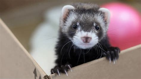 Can Ferrets Eat Cat Food Things You Should Know Petsepark